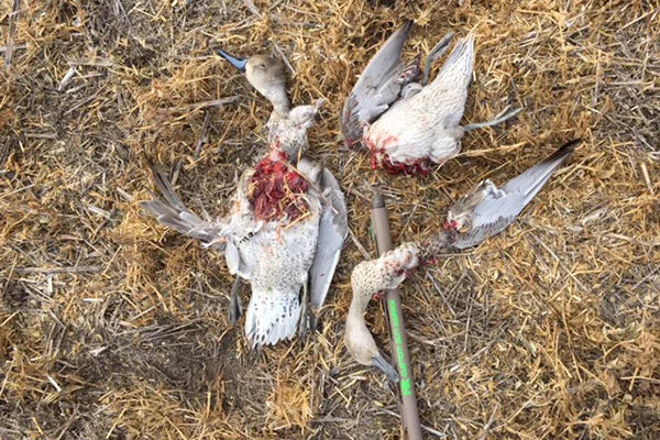 b.jpg
