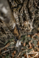 DSC_0525.jpg