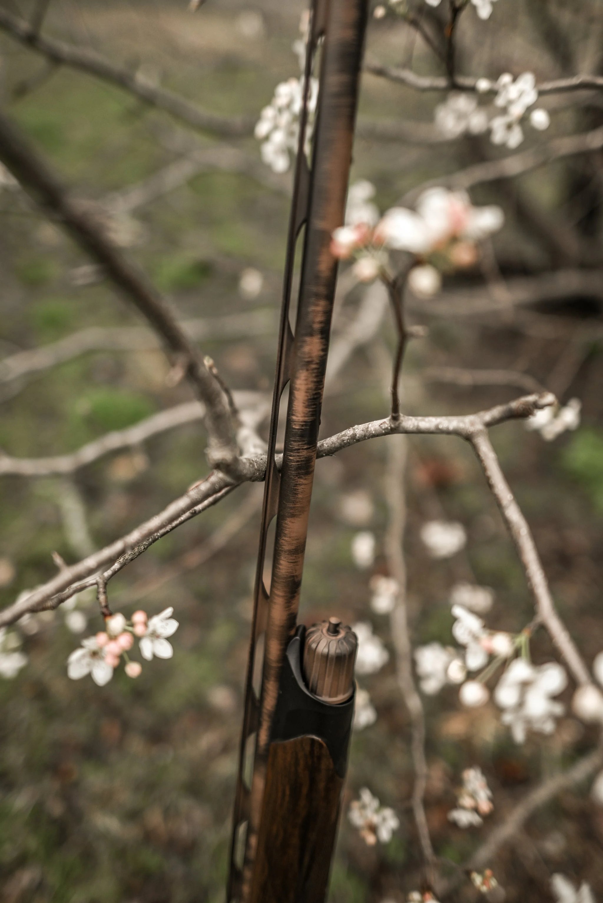 DSC_2532.jpg