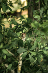 DSC_6231.jpg