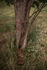 HCH_0829.jpg