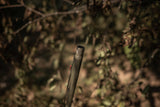 HCH_6550.jpg