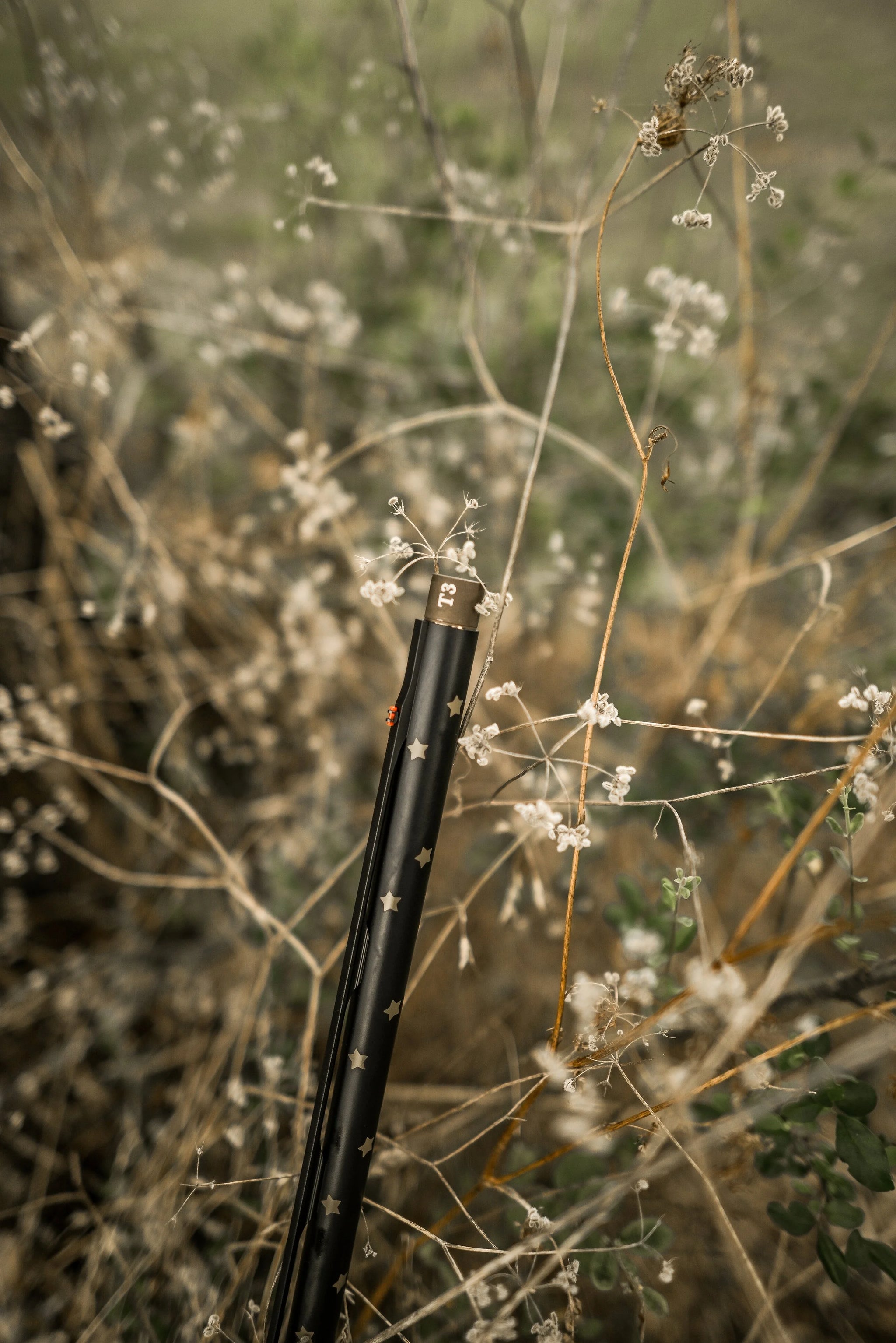 Mesquite (8).jpg